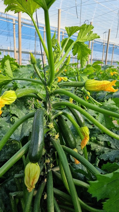 Planta abierta para evitar problemas de humedad
