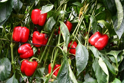 Ascalon presenta un fruto firme, de calibre G-GG, buena planta y alta productividad.