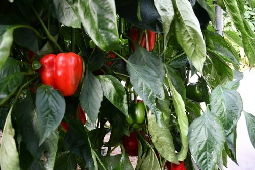 Nesmet está recomendada para plantaciones del 10 al 25 de julio. Es una variedad con rápida entrada en producción y calibre GG.