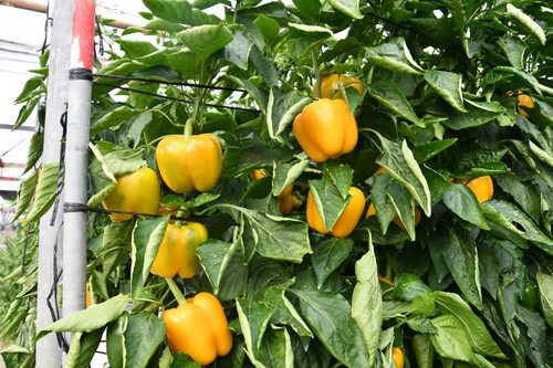 Talanis destaca por sus frutos rectangulares con buen color amarillo y un calibre GG.