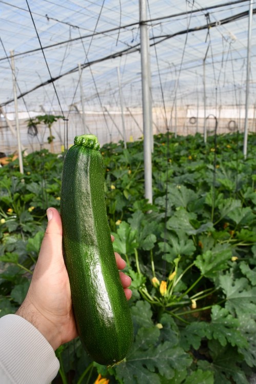 Frutos color verde oscuro, con aristas, buen cierre pistilar y con mucho brillo desde su inicio