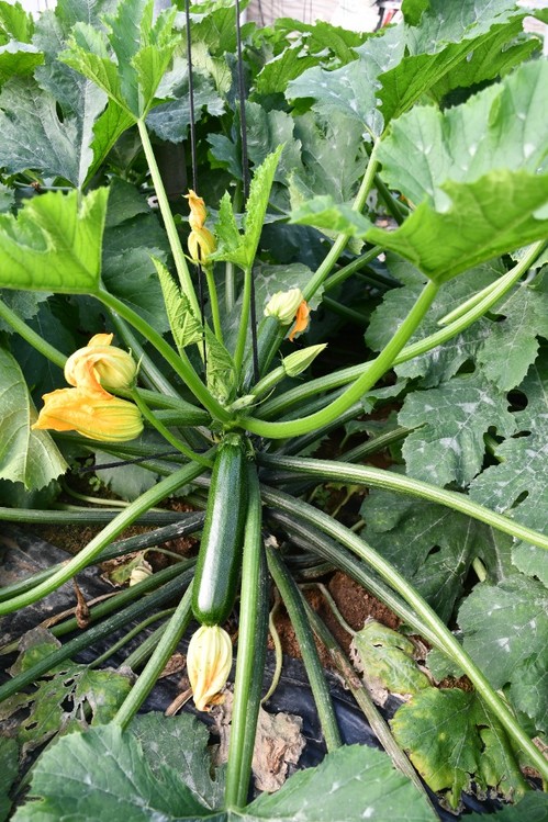 Una gran tendencia a regularse desde el principio del cultivo