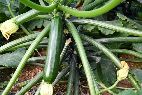 Planta de vigor medio-alto y entrenudo medio-corto