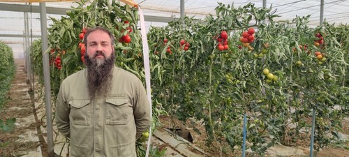 Francisco Manuel Sánchez en su finca de tomate