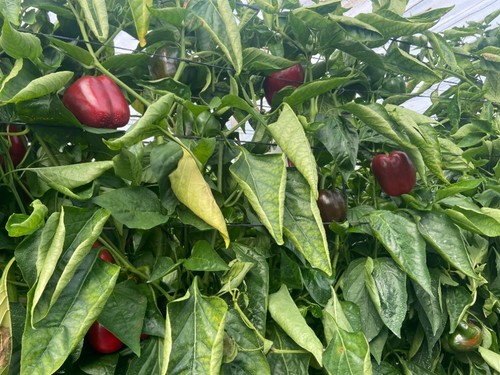 Planta fuerte de raíz y vigorosa