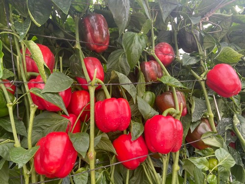 Frutos de calidad y buen color rojo