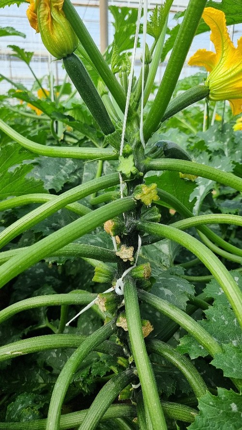 Altra producción y precocidad en invierno con Arkana