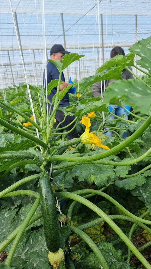 La planta de Arkana está adaptada al frío