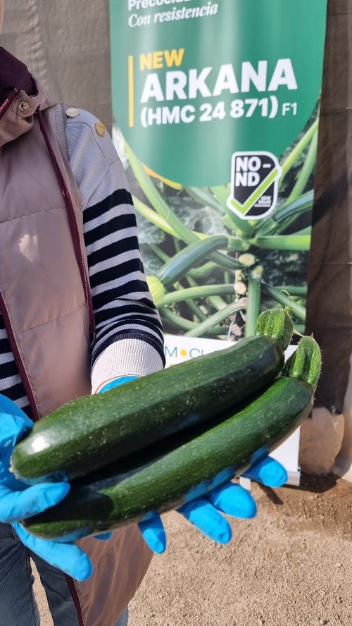 Fruto de Arkana, de piel dura, color verde oscuro y con mucho brillo