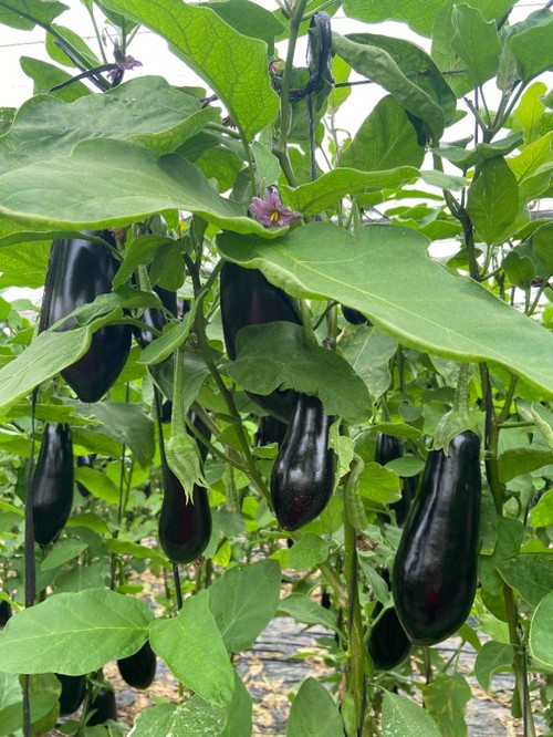 Recomendada para plantaciones medias - tardías a partir de mediados de agosto en invernadero y principio de marzo