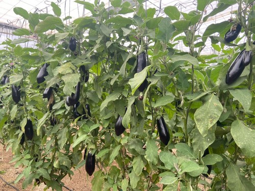 Nelka RZ es una variedad de vigor medio-alto con planta compacta y abierta