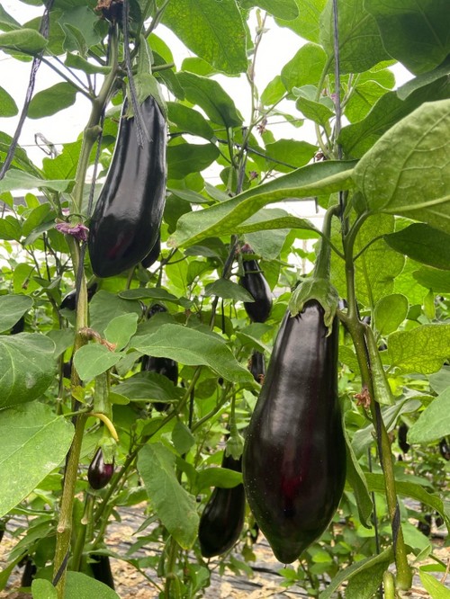 Planta compacta de entrenudo corto