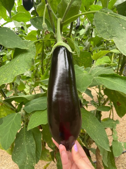 Fruto negro muy brillante y cáliz con un color verde intenso muy atractivo