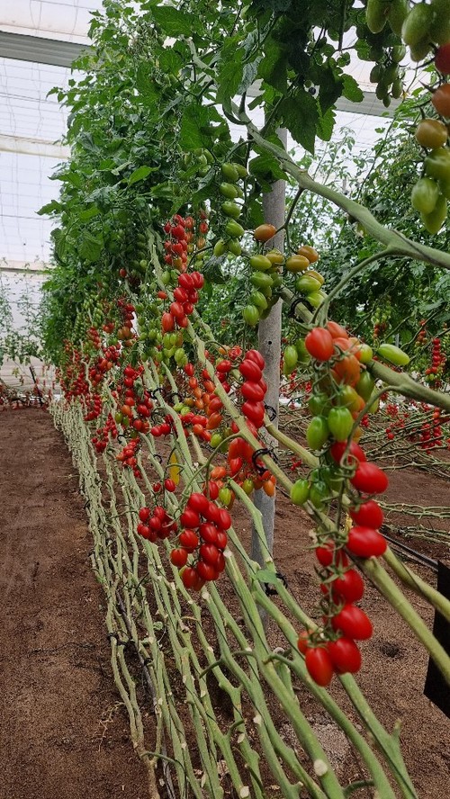 Siurion es el cherry pera Premium de la obtentora