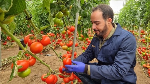 Antonio Moreno, especialista de ventas para la zona de Murcia de BASF | Nunhems, con la variedad Palmeo (NUN 05128)