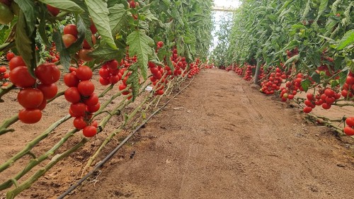 Cabosur está en su segundo año como semilla comercial