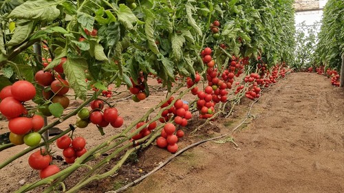 Caboluna es una buena opción para agricultores de ciclo corto-medio