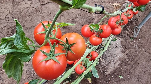 La novedad en tomate suelto Palmeo (NUN 05128) tiene un fruto de calibre G-GG