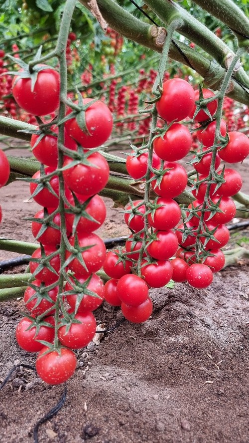 Daivion es un cherry ramo que destaca por su entrenudo extacorto