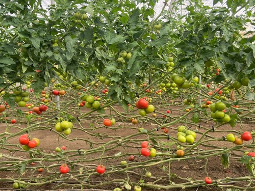 Variedad precoz