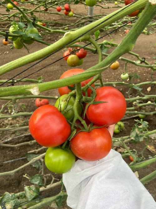 Frutos ligeramente achatados