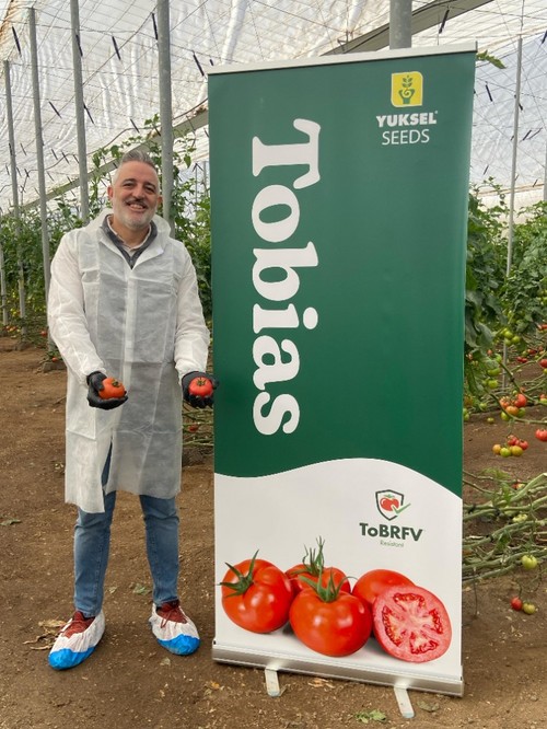 Tobias está dentro del portfolio de tomates con resistencia a rugoso
