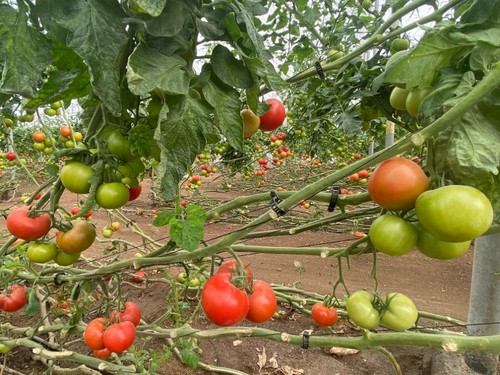 Variedad de entrenudos cortos