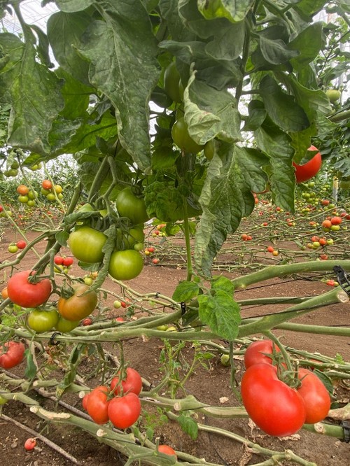 Tomate suelto con buena calidad de fruta