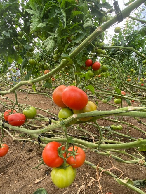 Frutos de buena consistencia