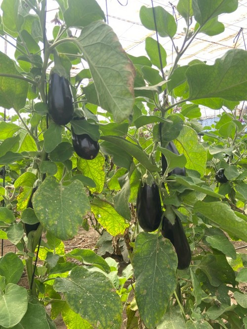 Los frutos mantienen la forma  durante el invierno