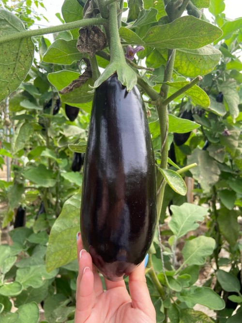 Los frutos de Serafina F1 son de color oscuro, brillante y de alta consistencia.