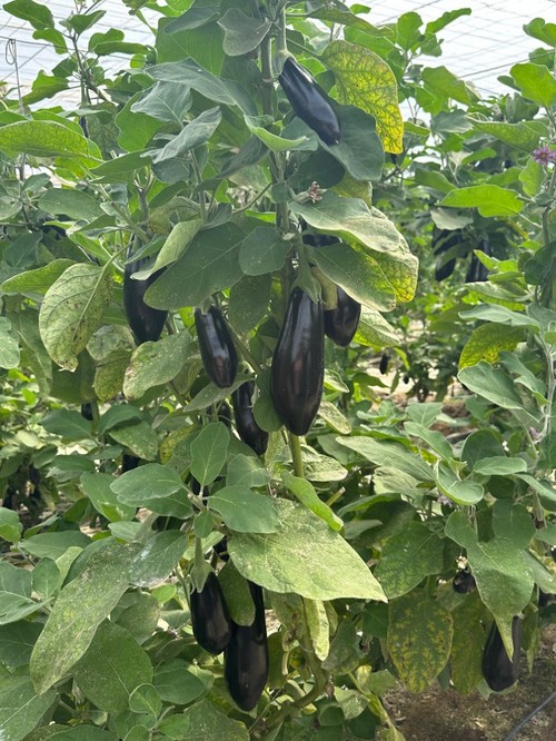 Frutos grandes, pesados y homogéneos.