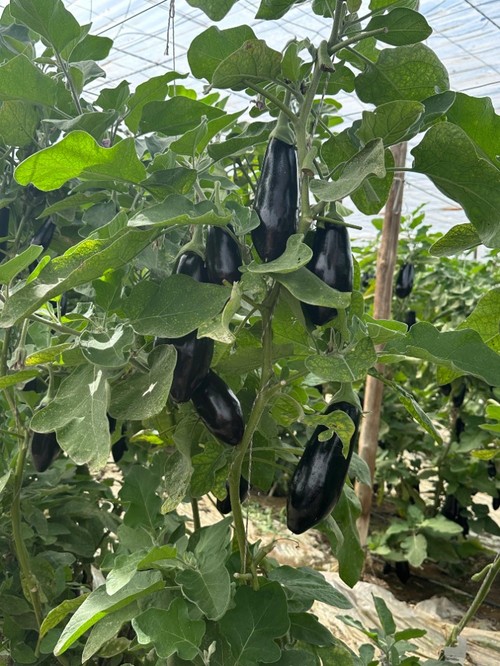 Planta vigorosa de porte semi-abierto con entrenudos medios-largos.