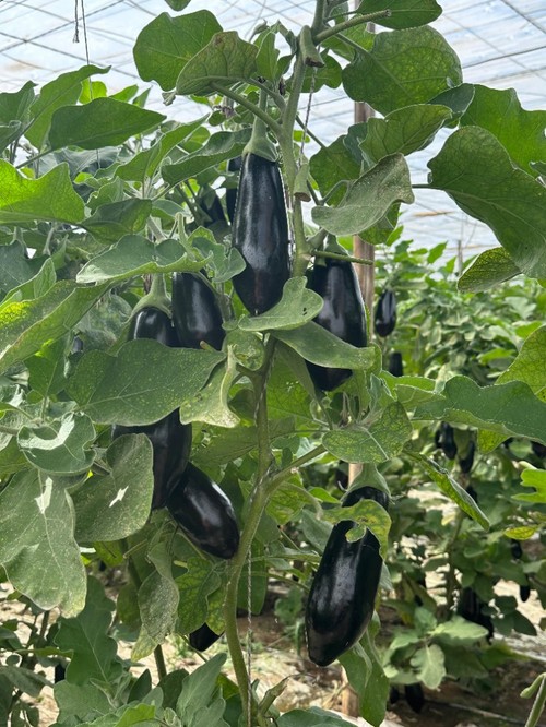 Gran producción. La finca está puesta del 8 de agosto y se han recolectado nueve kilos a 20 de marzo.