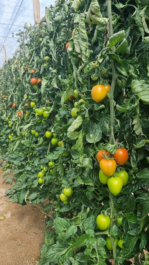 La planta tiene un vigor medio-alto