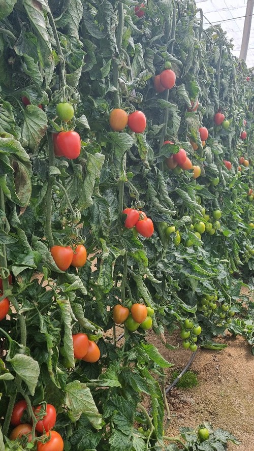 alta producción en planta con entenudo medio