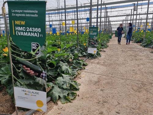 Vamana (HMC 24366) es precoz en entrar en producción