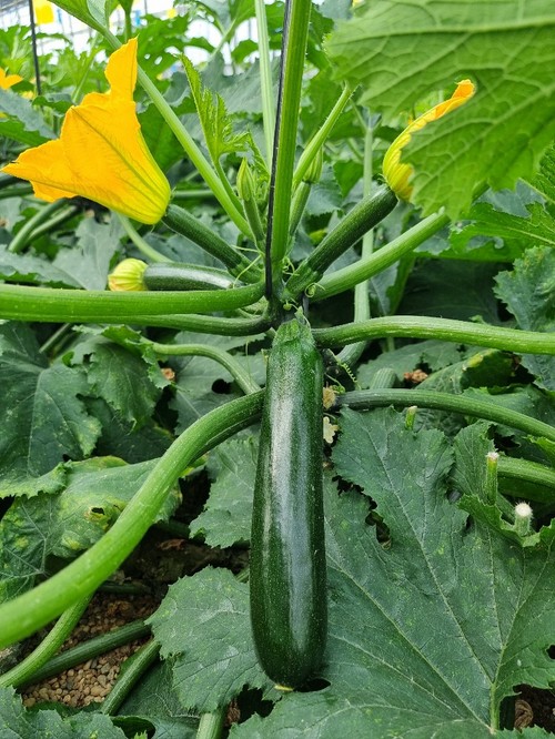 El fruto de Vamana (HMC 24366) tiene un ciere del pistilo pequeño y suelta bien la flor