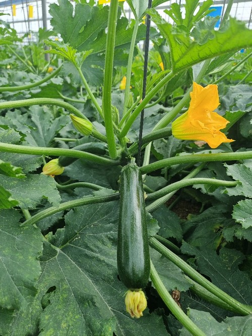 Los frutos son verde oscuro y homogéneos