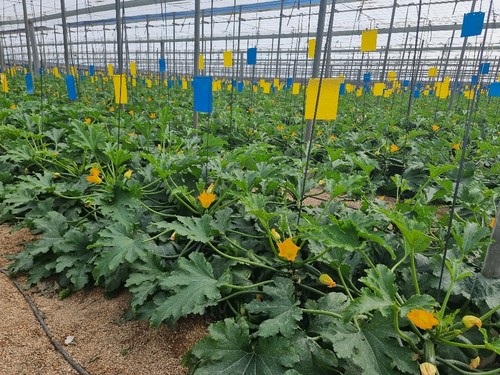 Vamana (HMC 24366) se recomienda para plantaciones del mes de septiembre y de mediados de diciembre en adelante.
