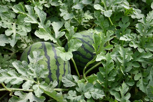 La variedad Pilar destaca por su precocidad y excelente sabor
