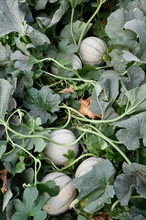 Claudio tiene una planta muy vigorosa y productiva