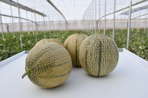 Claudio es la novedad de Semillas Fitó en cantaloup