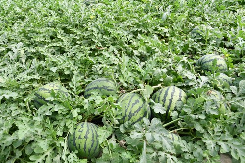 Detalle de la polinizadora Leiva, que ofrece floración abundante con un polen muy fértil bajo diversas condiciones climáticas.