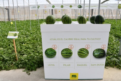 Catálogo de polinizadoras de Semillas Fitó