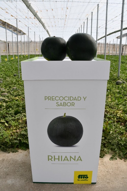 Rhiana, precocidad y sabor en la sandía negra de Semillas Fitó