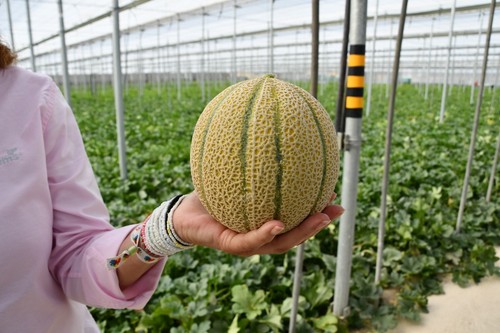 Los cantaloup de BASF | Nunhems son melones de mucha calidad interna y coloración excepcional