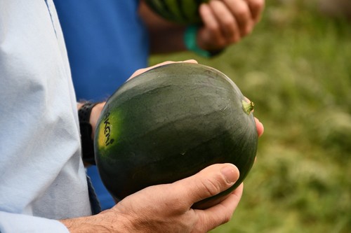 Fruto de la sandía Takemi F1