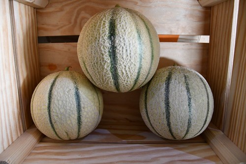 Frutos de Thebes