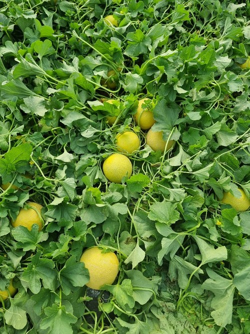 HMC 463062 es una variedad de vigor medio